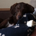 honden foto Ik ben verder niet lui ofzo... :-p