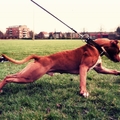 honden foto 