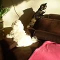 honden foto CHICKA EN LUNA