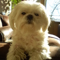 honden foto CHICKAAAAAAAAAAAAAAA YUP YUP
