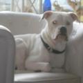 honden foto 
