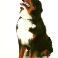 honden foto Bailey: fotoshoot