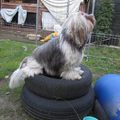 honden foto Kai@Belgische GH (training thuis)