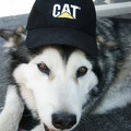 honden foto utah met Caterpillar petje op