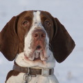 honden foto 