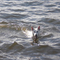 honden foto 