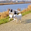 honden foto 