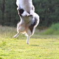 honden foto 