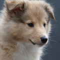 honden foto 