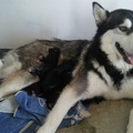 honden foto mama zazoo zo fier als een gieter