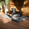 honden foto Onze pracht! Djego!