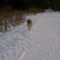 honden foto 