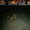 honden foto Straathond Istanbul