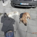 honden foto Straat honden in Istanbul