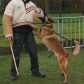 honden foto Tijdens de realtime bewakingstraining bij ALLWORKINGDOGSUNIT