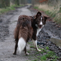 honden foto 