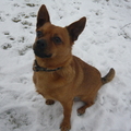 honden foto In de sneeuw<3