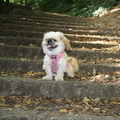 honden foto 