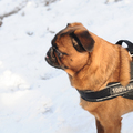 honden foto Skip en Brando Januari 2013