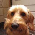 honden foto Net van de kapper :-(