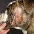honden foto Arm Luca'tje