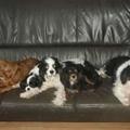honden foto Pascha bij haar nieuwe baasje, ze werd zaterdag opgehaald in het asiel en mag zich erg gelukkig prijzen met haar nieuwe baasje !