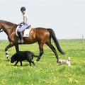 honden foto 