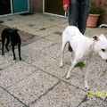 honden foto heerlijk bij Opa (Hans) in de tuin...samen met Marga de Hongaarse Windhond..Lorenzo moest oppassen...6-9-09-Leiden