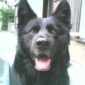 honden foto 