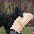 honden foto 