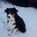 honden foto In the snow.