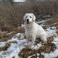 honden foto 