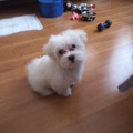 honden foto Gebadderd en al