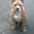 honden foto 