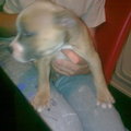 honden foto 