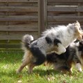 honden foto 