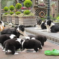 honden foto De beestenboel, mooi toch.
