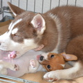 honden foto Even lekker spelen.