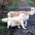 honden foto Gaudí speelt met golden retrievers.
