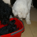 honden foto 