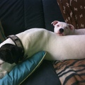 honden foto 