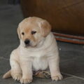 honden foto 