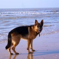 honden foto 