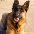 honden foto 