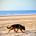 honden foto 