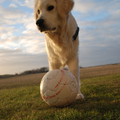 honden foto 