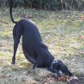 honden foto ik daag je uit
