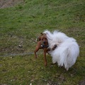 honden foto 