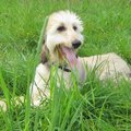 honden foto Onze nieuwe aanwinst, Yentle