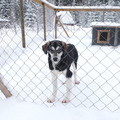 honden foto Furu
